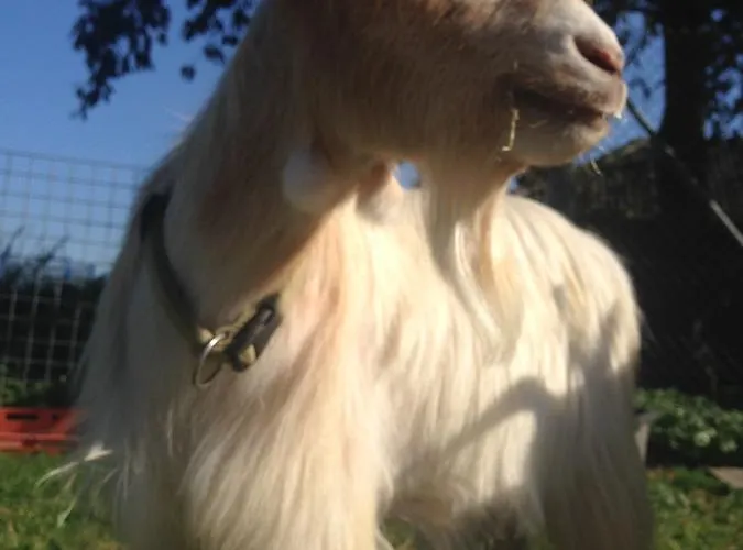 Hotel Zum Alten Schlagbaum