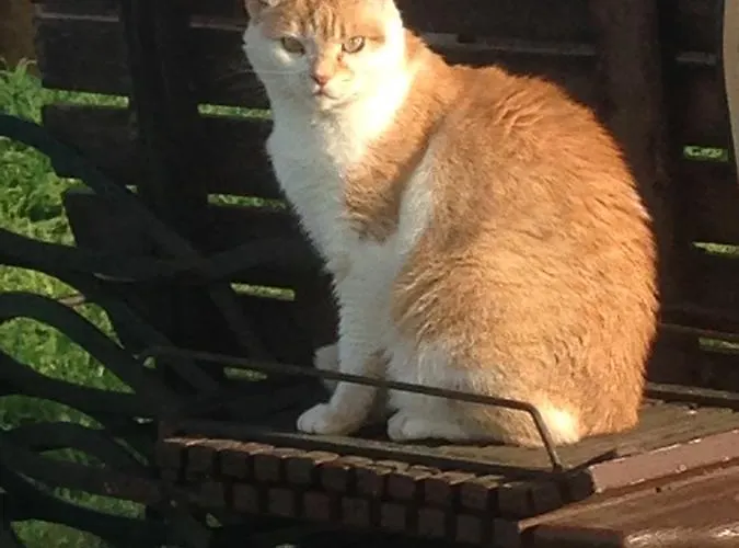 Zum Alten Schlagbaum Wegberg